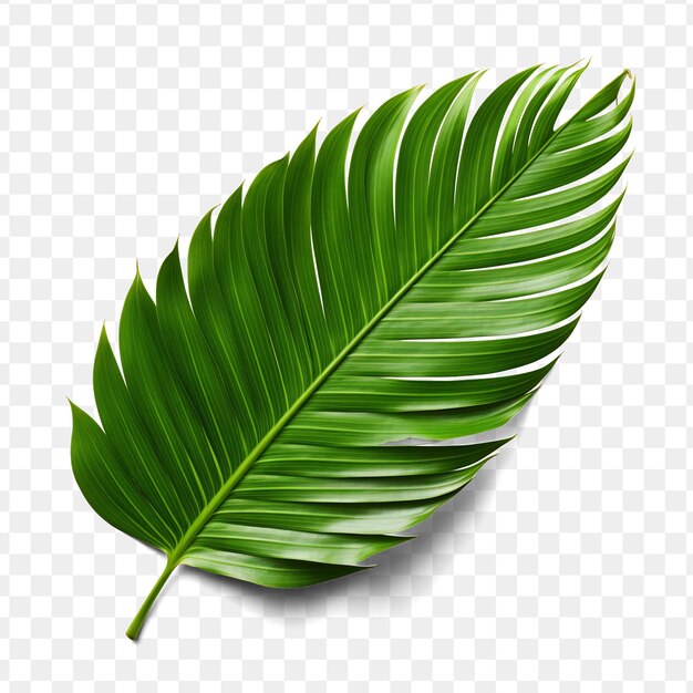 PSD a green leaf of a palm leaf on a transparent background