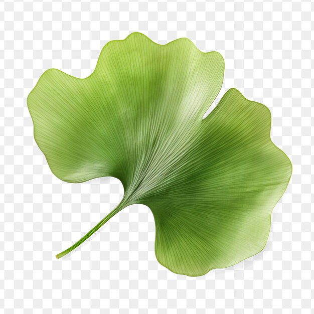 A green leaf of a plant on a transparent background