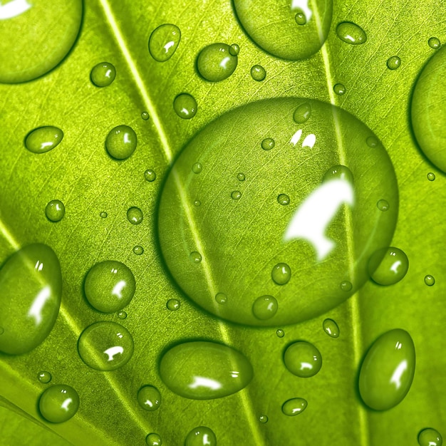 Effetto gocce realitiche foglia verde