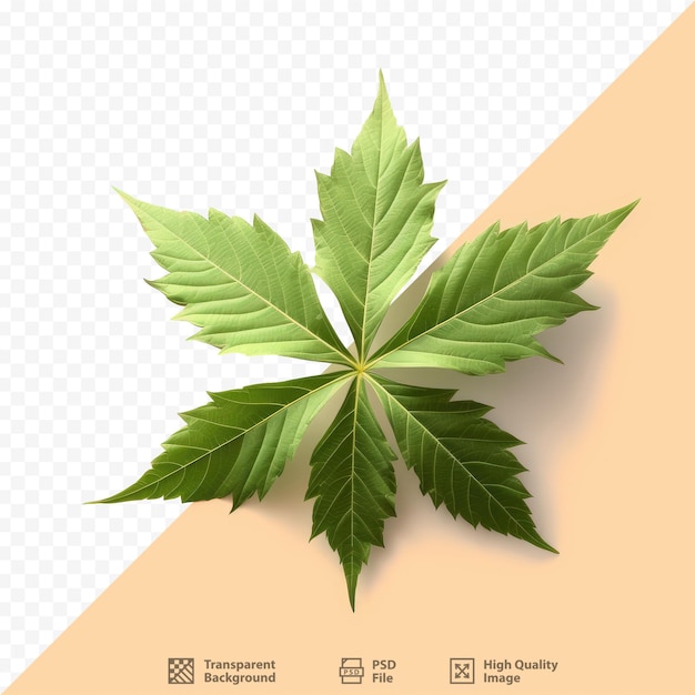 a green leaf that is on a transparent background