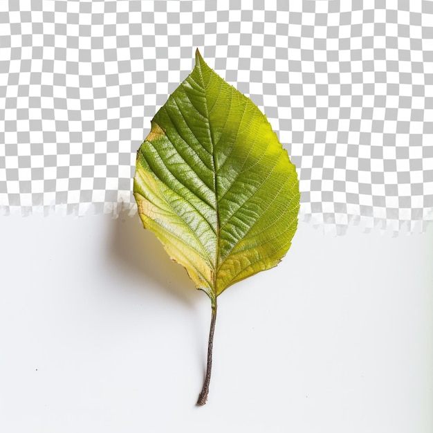 PSD a green leaf that is on a white background