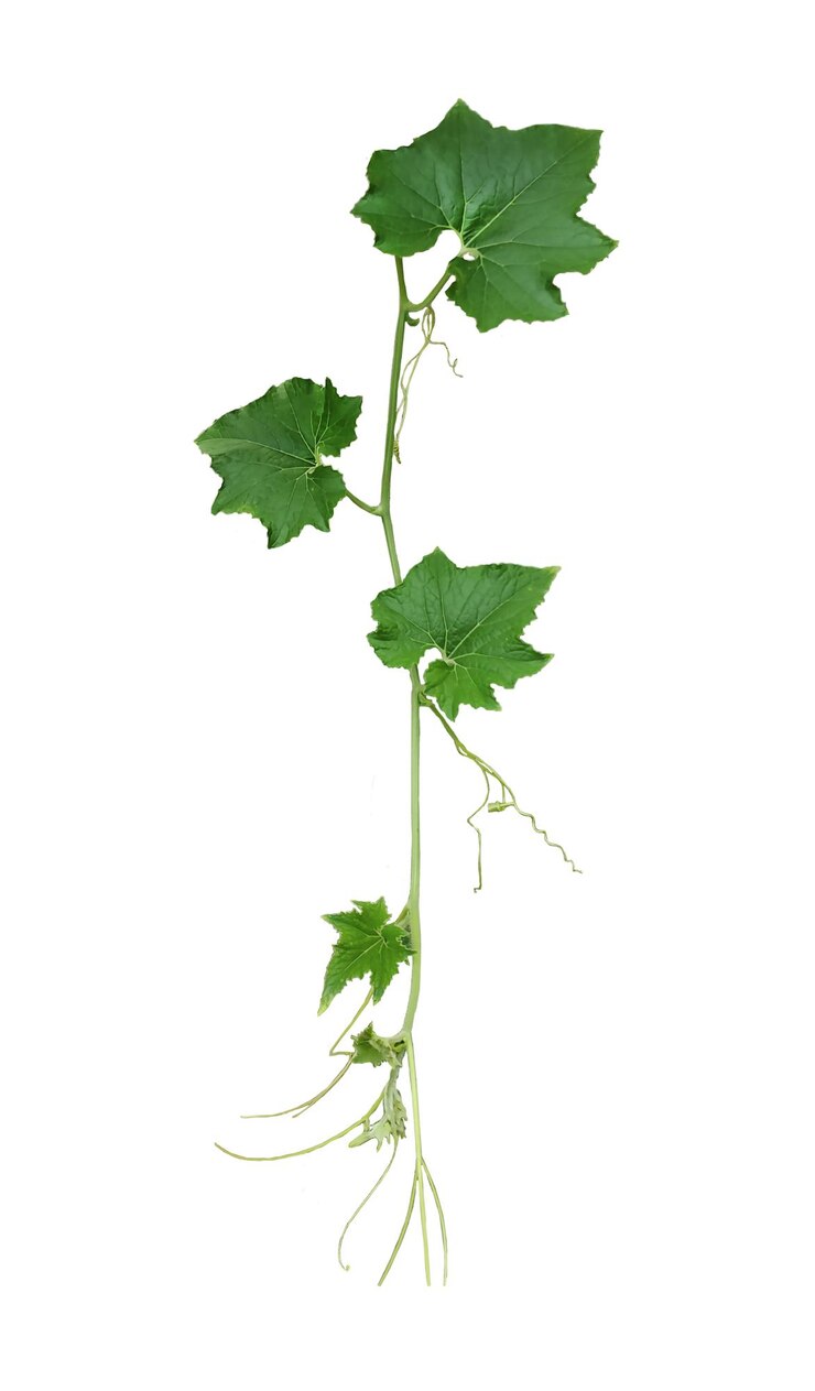 PSD a green leaf and tip of pumpkin is shown on a transparent background