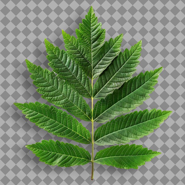 PSD a green leaf on a transparent background with a pattern of the word oak