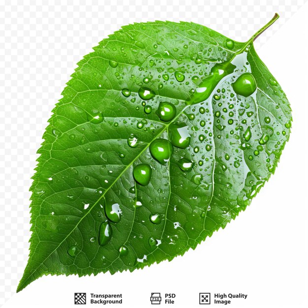 Green leaf on transparent background