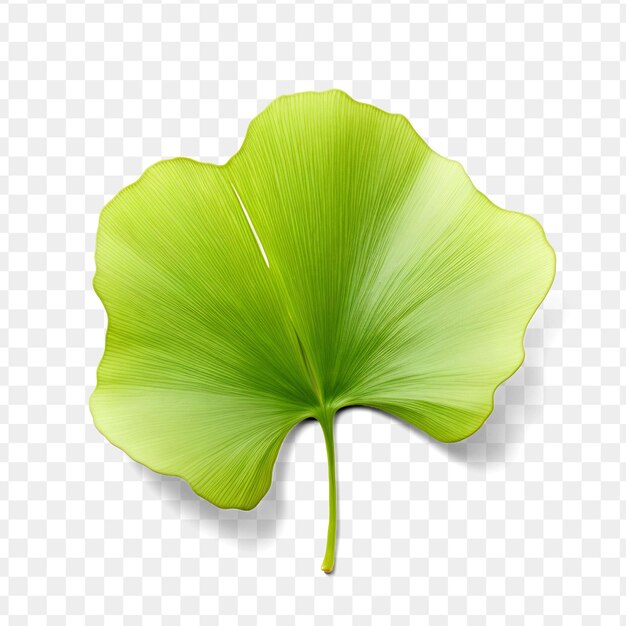 A green leaf on a transparent background