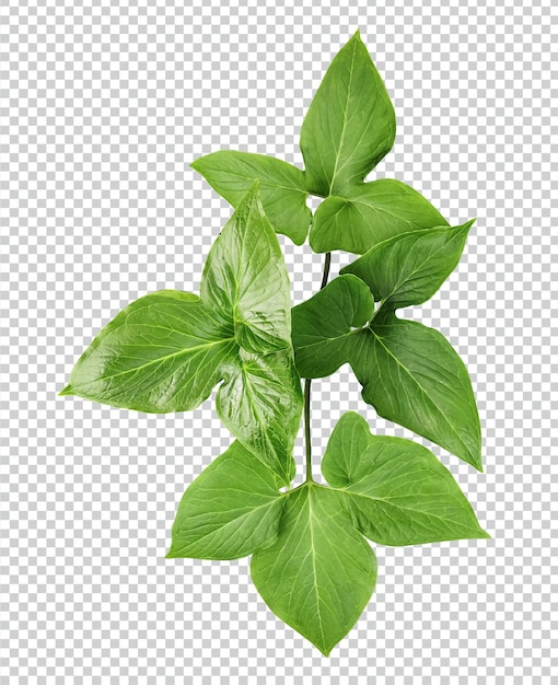 A green leaf with four leaves on png transparent background