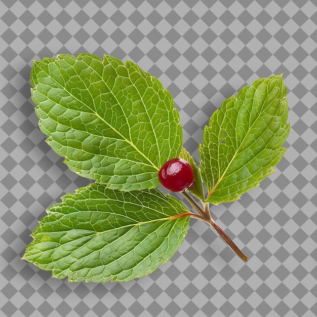 PSD a green leaf with a red berry on it
