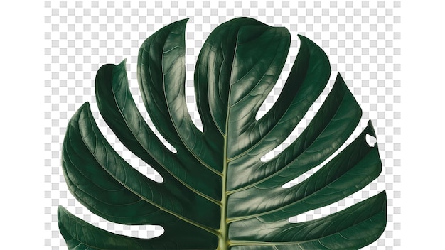 PSD a green leaf with a white background with a pattern of the leaves