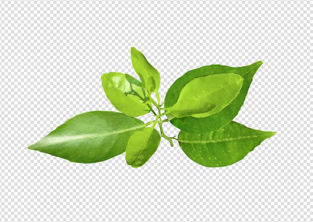 A green leaf with the word lemon on it