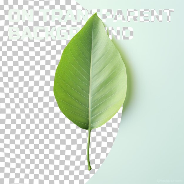 PSD a green leaf with the word  we know  on it