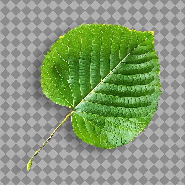 Una foglia verde con fiori gialli su uno sfondo grigio