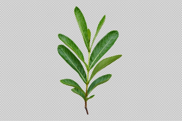 PSD green leaf