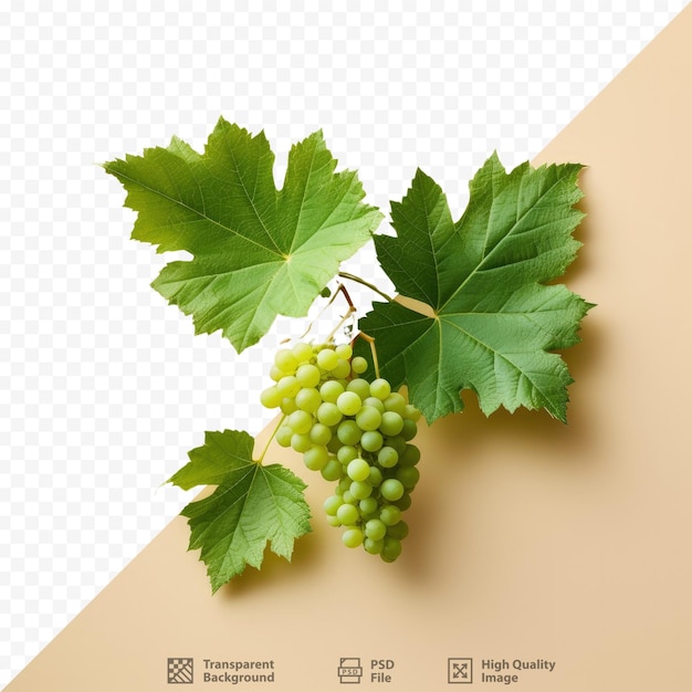 PSD green leafy grape isolated on transparent background