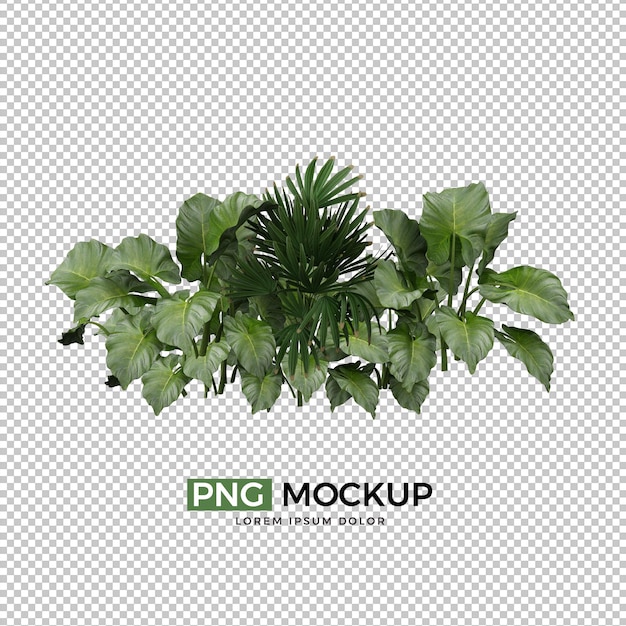 一棵綠葉植物,背景是白色