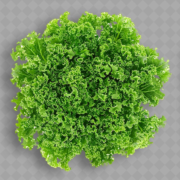 A green leafy vegetable is shown on a transparent background