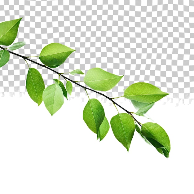 PSD Зеленые листья и ветви, изолированные на прозрачном фоне
