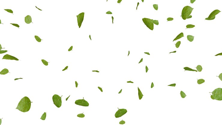 PSD 緑の葉が白い背景に落ちている