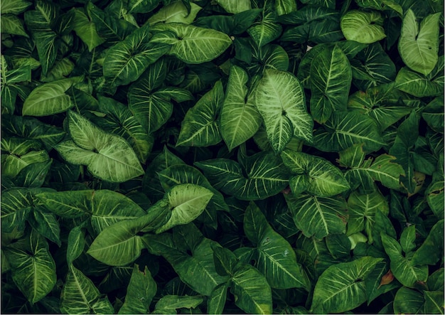 Green leaves background