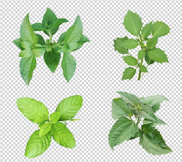PSD foglie verdi bundle su sfondo bianco foglia isolata set pianta foglia verde eco natura ramo d'albero