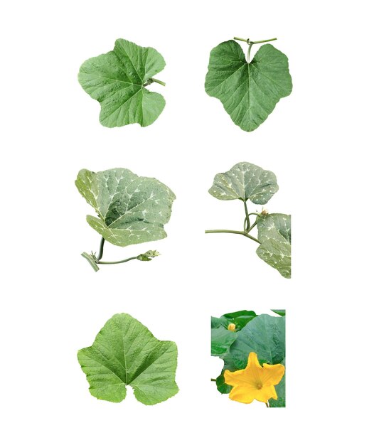 PSD green leaves bundle on white background leaf isolated set green leaf plant eco nature tree branch