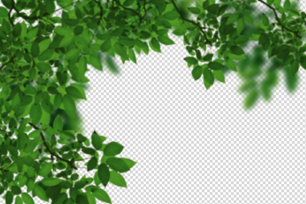green leaves corner frame with transparent background