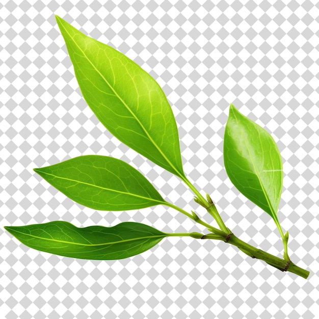 Зеленые листья, выделенные на прозрачном фоне, формат файла png