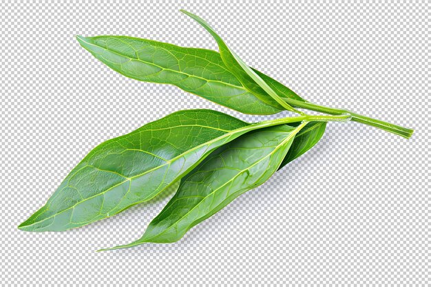 Green leaves isolated on transparent background