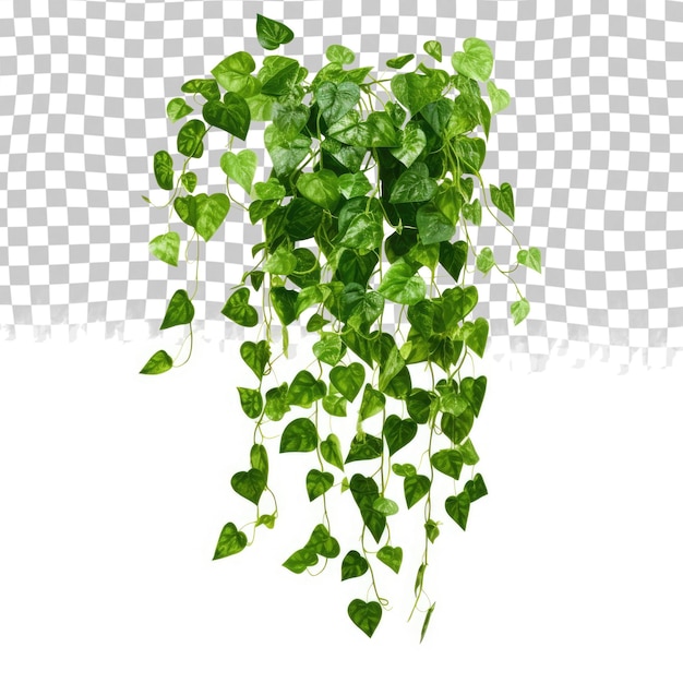 PSD green leaves javanese treebine or grape ivy cissus spp jungle vine hanging ivy plant bush isolated on transparent background with clipping path