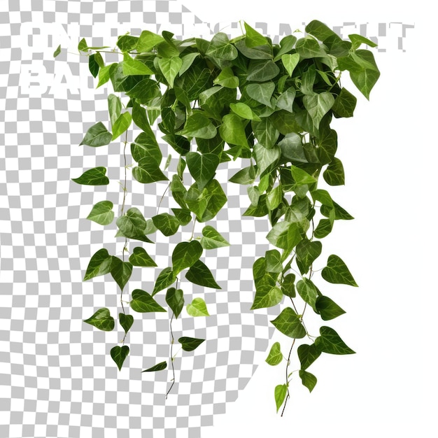 PSD green leaves javanese treebine or grape ivy cissus spp jungle vine hanging ivy plant bush isolated on transparent background with clipping path