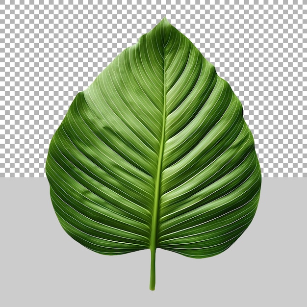 PSD green leaves on transparent background ai generated