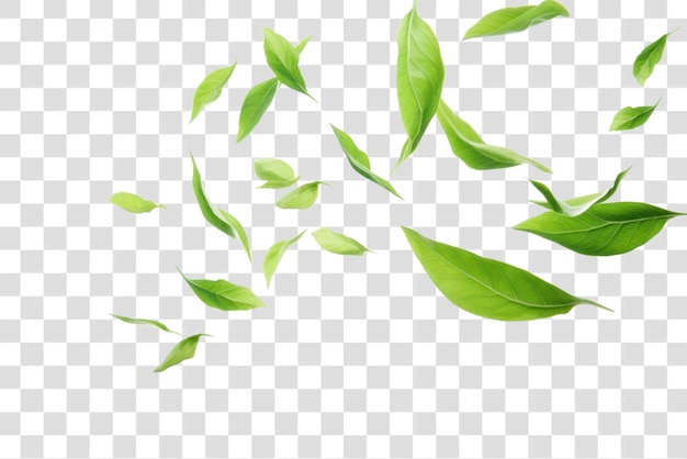 Green leaves transparent background