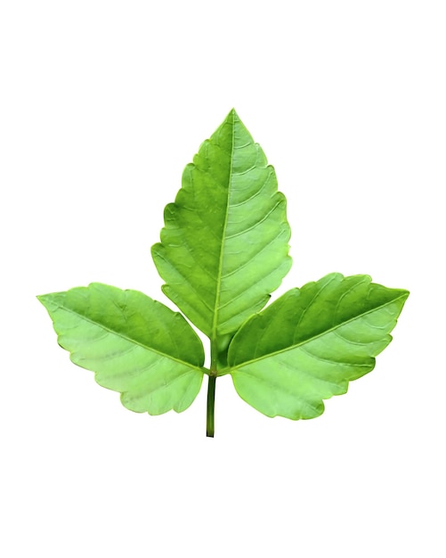 green leaves on a white background green leaf plant eco nature tree branch isolated