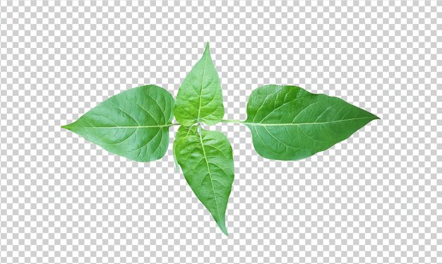 녹색 잎은 흰색 배경에 고립