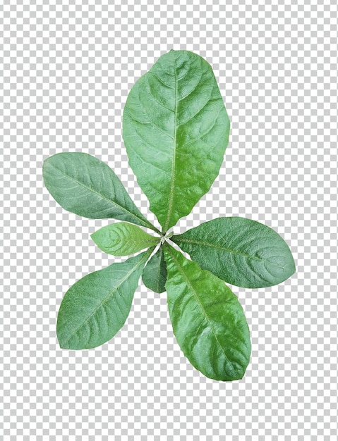 green leaves on a white background green leaf plant eco nature tree branch isolated