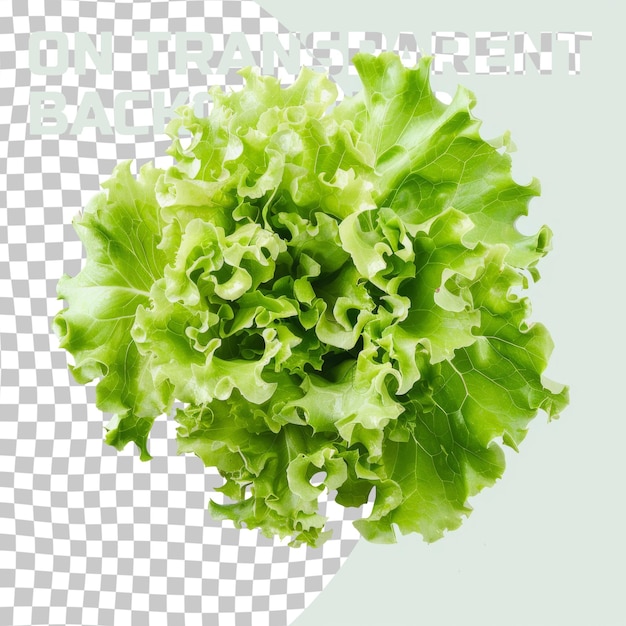 PSD a green lettuce that is on a grid