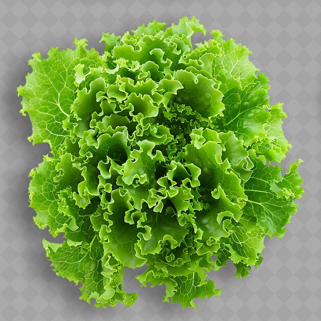 PSD a green lettuce with a leaf of lettuce