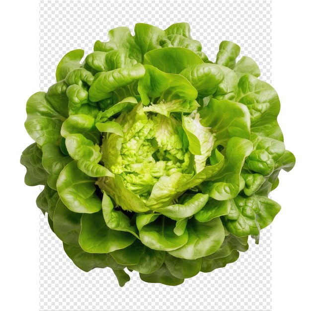 PSD a green lettuce with a picture of lettuce