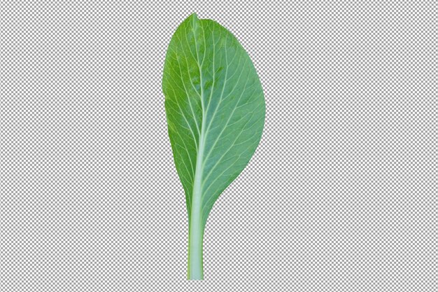 PSD green lettuce