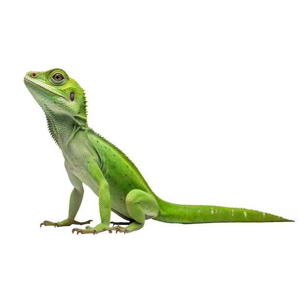 PSD green lizard on transparent background