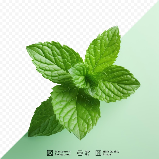 PSD una foglia di menta verde con sopra una foglia di menta verde.