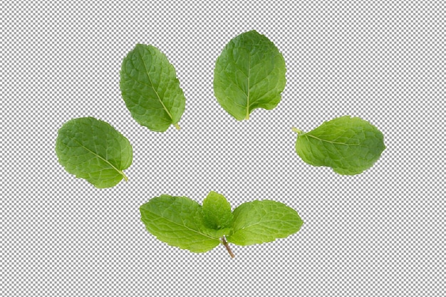 Green mint leaves isolated on alpha background.