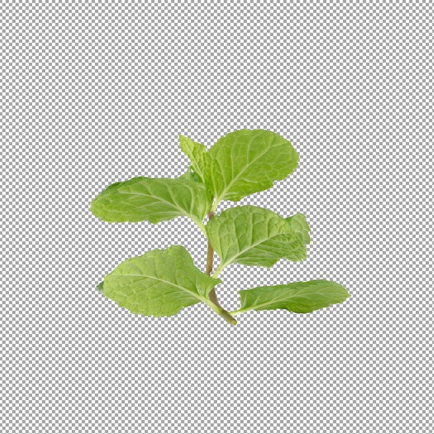 PSD green mint leaves isolated on alpha background