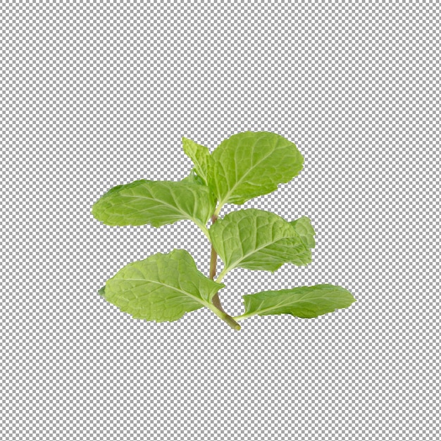 PSD 알파 배경에 고립 된 초록색 민트 잎