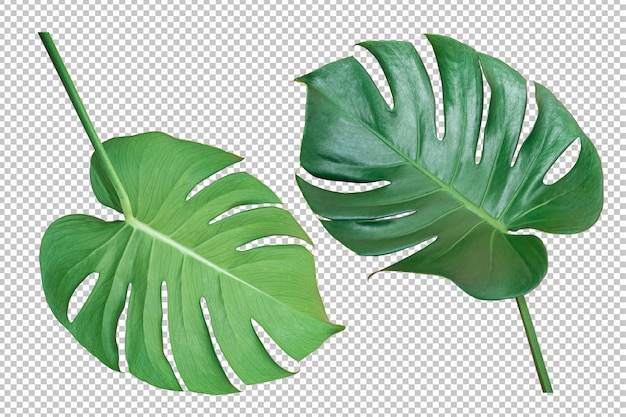 PSD green monstera leaf isolated transparency background