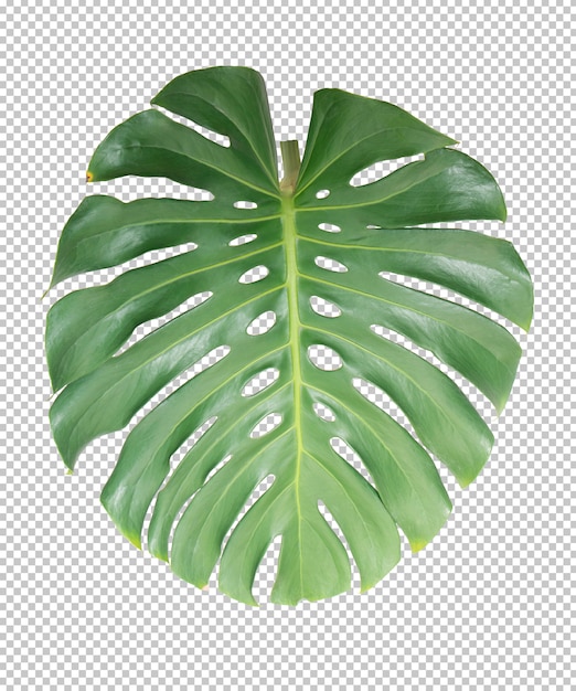 Green monstera leaf