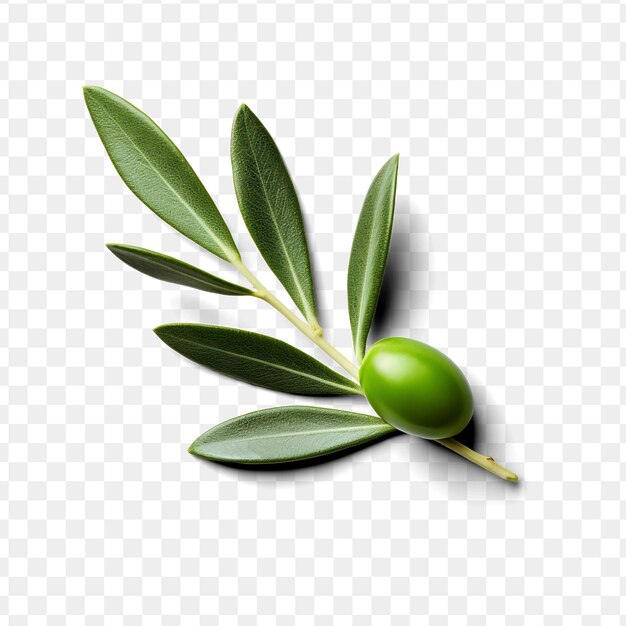 PSD a green olive tree with olives on a transparent background