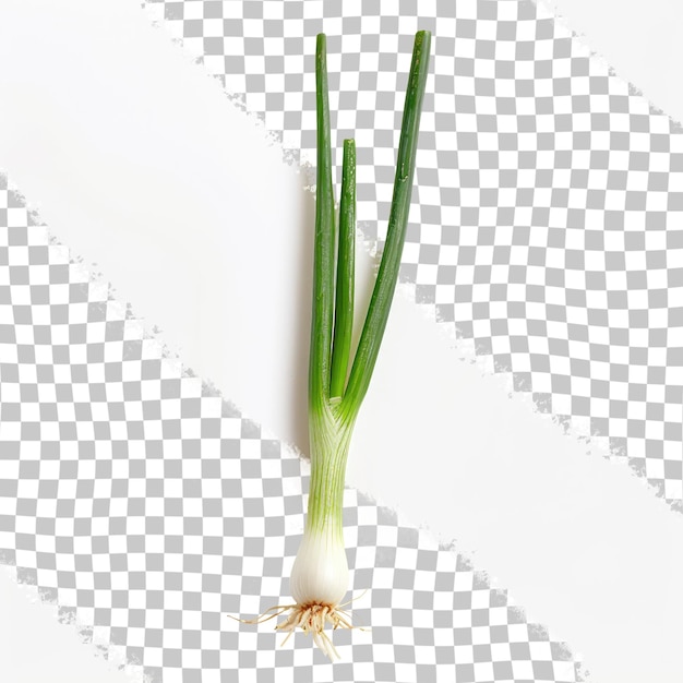 PSD a green onion is standing on a white paper with a white background