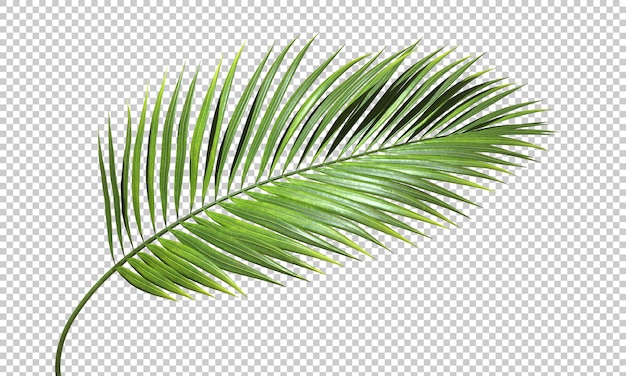 PSD green palm branch leaves shapes cutout transparent backgrounds 3d rendering