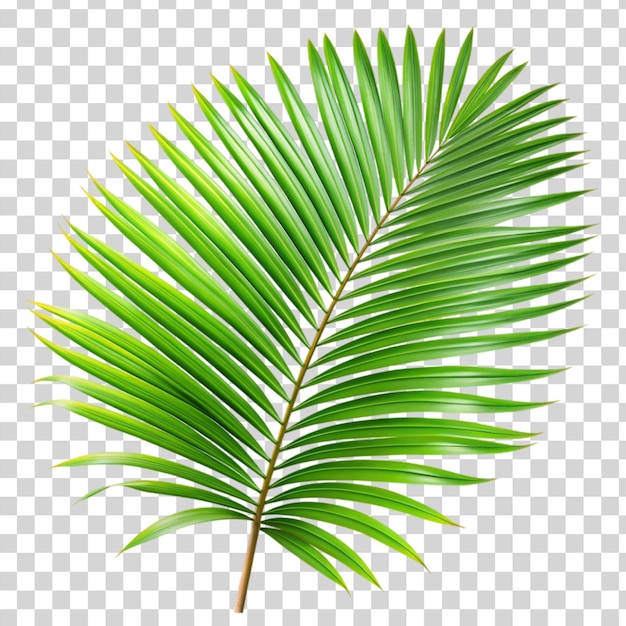 PSD foglia di palma verde isolata su uno sfondo trasparente