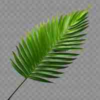 PSD a green palm leaf with a green leaf on a transparent background